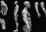 model a realistic human anatomy study or artistic statue